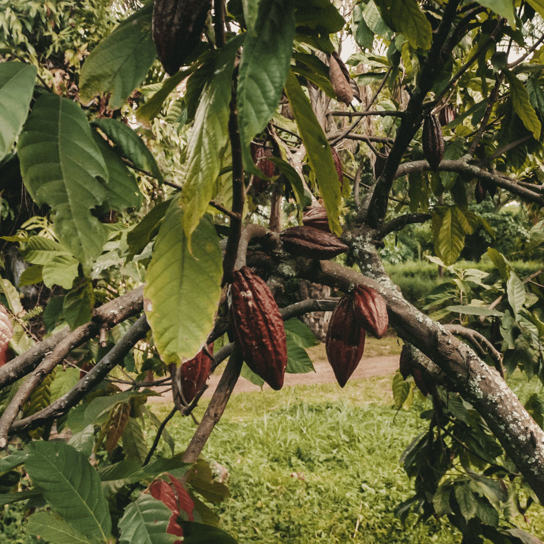 Amanase Pralinen, Nüsse und Früchte aus Ghana - Handmade, Bio, Vegan, Fair